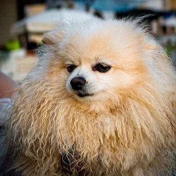 乐鱼体育APP界面预览3